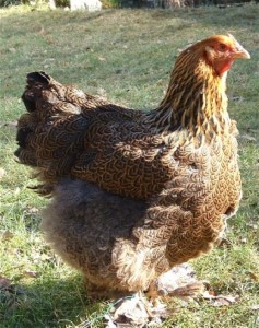La Poule Brahma