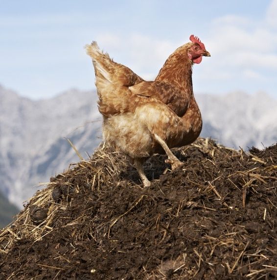 hen on dungpile