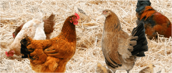 poule_20sur_20liti_C3_A8re_20de_20paille