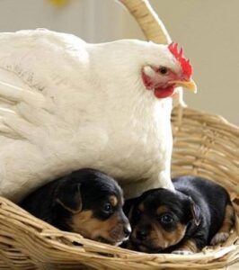 poules et chiot