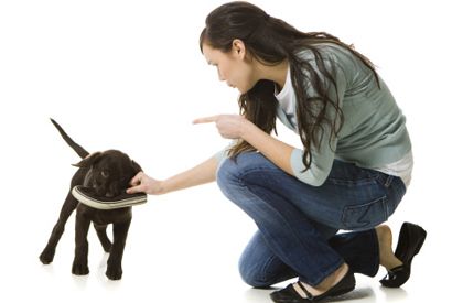 education chiot
