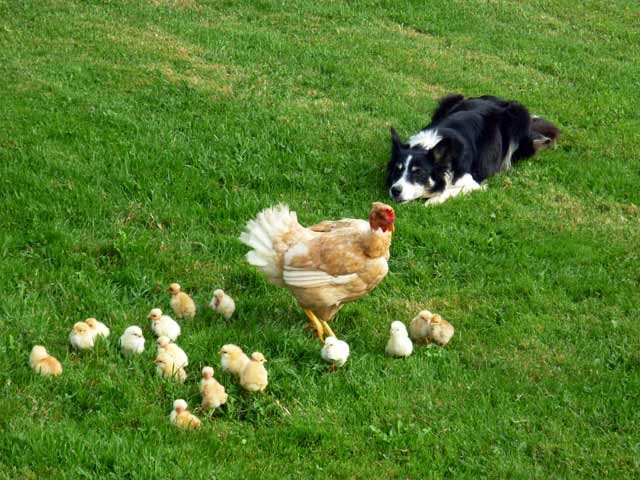 poule chien