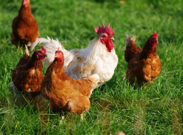 Poules