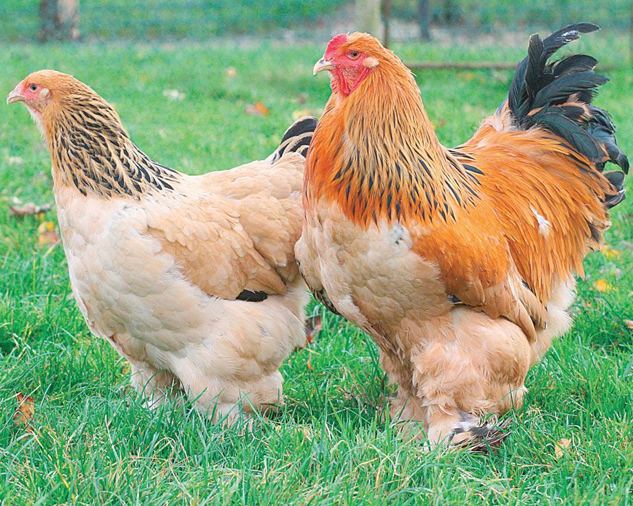 Ce qu’il faut savoir sur les différentes races des poules - Poulailler