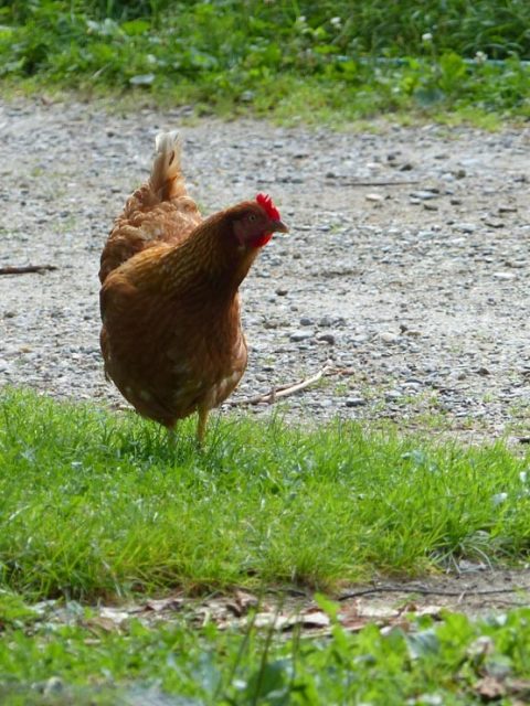 poule-rousse