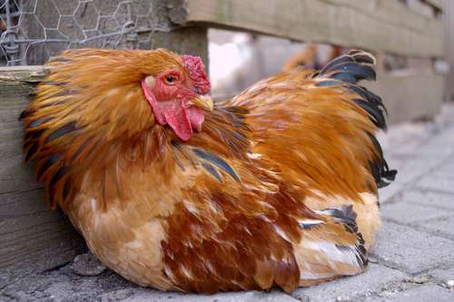 poule_malade