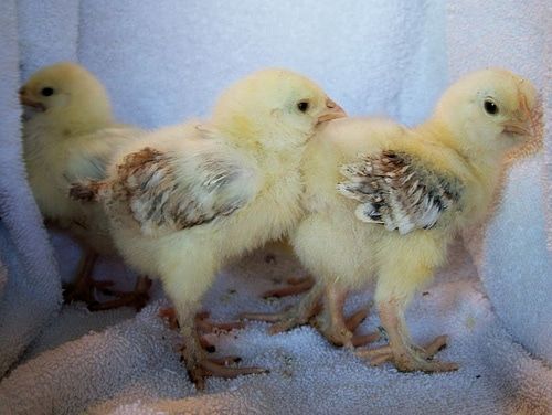 faverolles_chicks