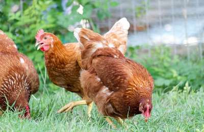 groupe-poules-rousses