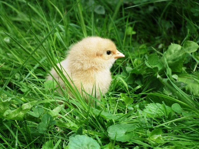Poussin Vert Comment élever les poussins dans son jardin