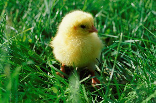 photo_88456153_1