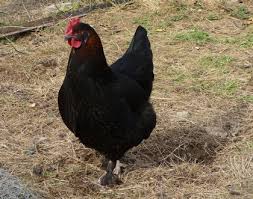 La Poule Marans