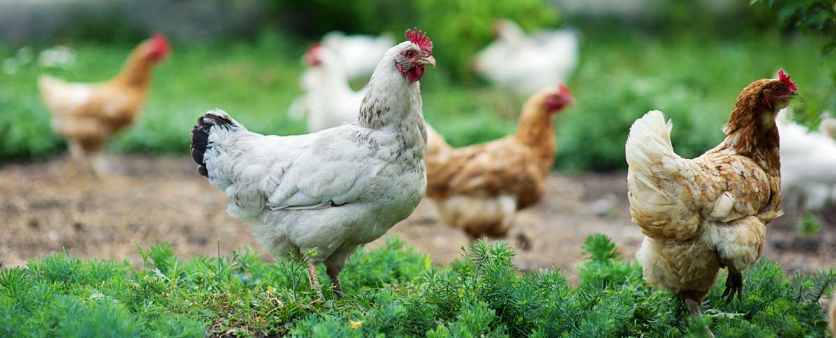 poules