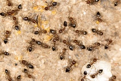 invasion de fourmis