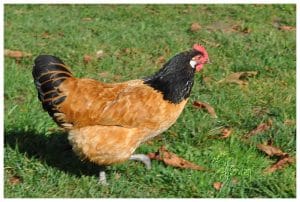 La Poule Vorwerk