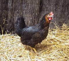 La poule Harco