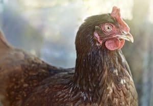 La poule rousse