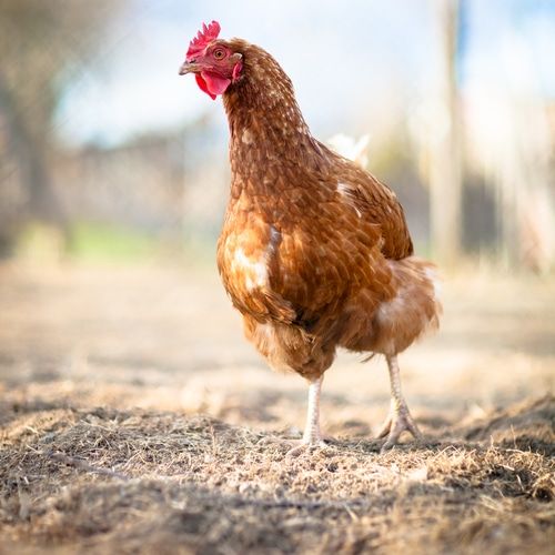 poule