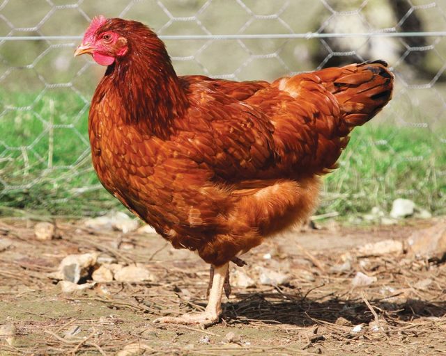 Accueil poule pondeuse
