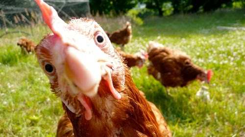 extension de poulailler