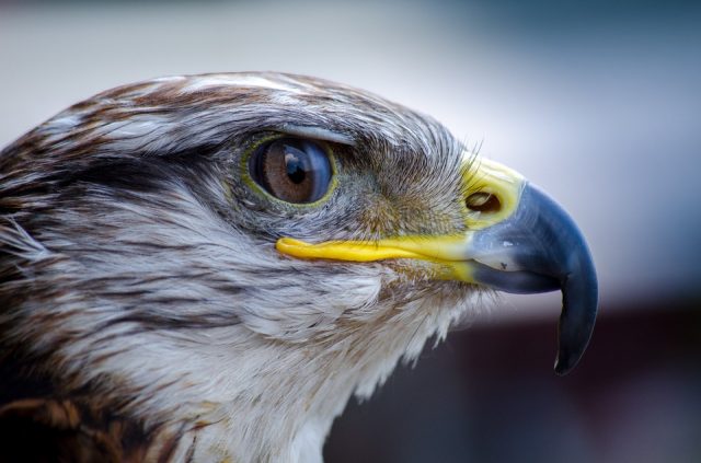 soigneur animalier spécialisée en oiseaux