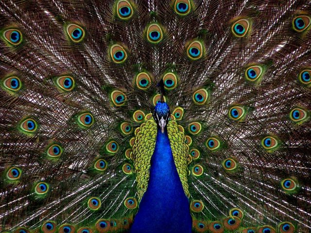 soigneur animalier spécialisée en oiseaux