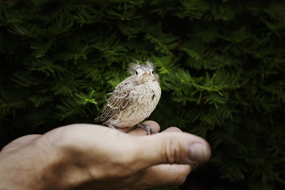 soigneur animalier spécialisée en oiseaux