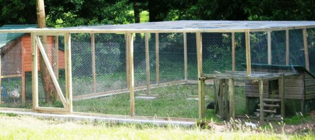 Grillage à poule pas cher : Guide u0026 Comparatif