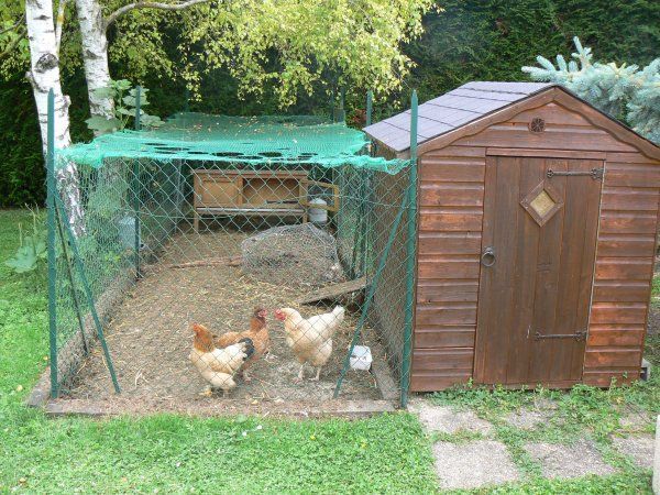 Les dimensions recommandées du grillage à poule