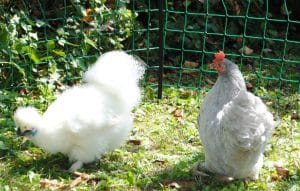 Grillage à poule pas cher : Guide u0026 Comparatif