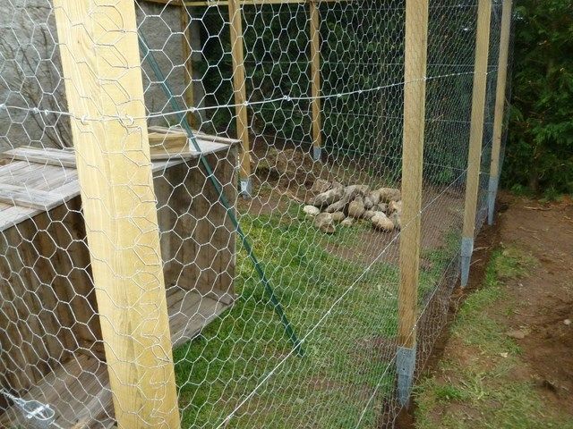 installer un grillage à poules