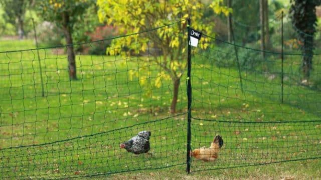 enclos filet poules