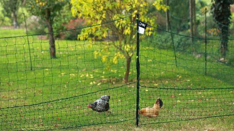 enclos filet poules