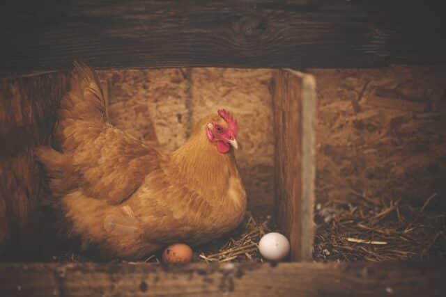 comportement-poules-sons-cris