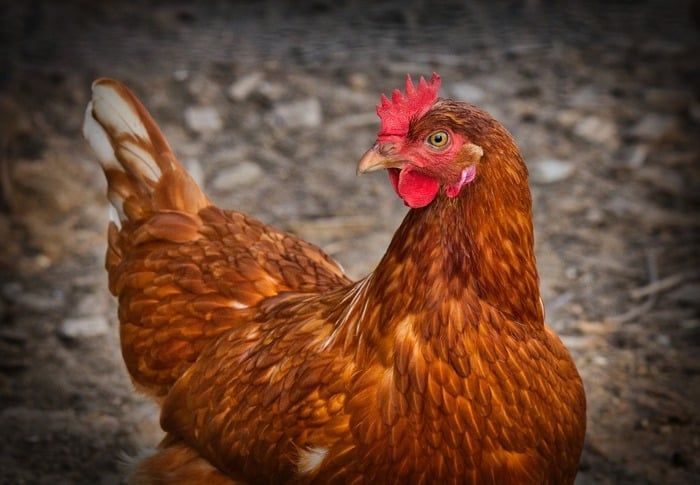 comportement-poules