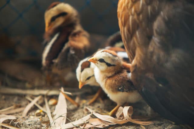 poulailler poussins